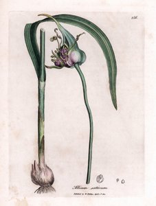Botanická tabule: Pěstování česneku (Allium sativum) s cibulí, listy a fialovými květy. Ručně kolorovaná mědirytina z ilustrace Jamese Sowerbyho. Výňatek z knihy Williama Woodvilla a Sira Williama Jacksona Hookera „“ Botanique medik