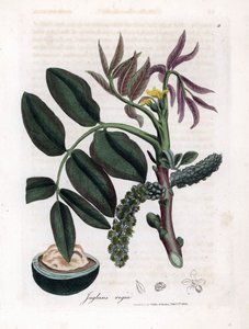 Botanická tabule: listy, rostliny a plody ořešáku Listy, žlutý květ a ořech ořešáku královského, Juglans regia. Ručně kolorovaná mědirytina z botanické ilustrace od Jamese Sowerbyho z William Woodville a Sir William Jackson Hooker