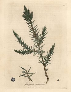 Pobočka a bobule obyčejného jalovce, Juniperus communis od James Sowerby
