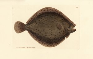 Brill nebo luňák, Scophthalmus rhombus (Pleuronectes rhombus). Ručně kolorovaná mědirytina od Jamese Sowerbyho z The British Miscellany nebo Barevné figurky nových, vzácných nebo málo známých zvířecích předmětů. od James Sowerby