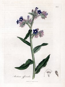 Bugloss officinale - Bugloss officinale, Anchusa officinalis. Ručně kolorovaná mědirytina z botanické ilustrace Jamese Sowerbyho z Williama Woodvilla a Sira Williama Jacksona Hookera "" Medical Botany "," John Bohn, Londýn od James Sowerby