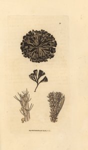 Bugulina avicularia (Flustra avicularis). Ručně kolorovaná mědirytina od Jamese Sowerbyho z The British Miscellany nebo Barevné figurky nových, vzácných nebo málo známých zvířecích předmětů. od James Sowerby