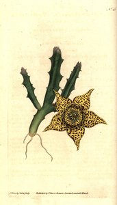 Kaktusový škrob - Orbea variegata (Stapelia pestrá, Stapelia variegata). Ručně kolorovaná mědirytina a botanická ilustrace od Jamese Sowerbyho z The Botanical Magazine Williama Curtise, Lambeth Marsh, Londýn od James Sowerby
