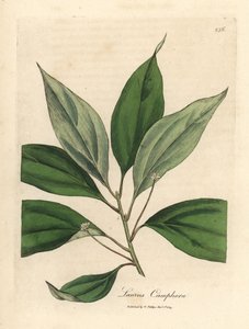 Kafrovník, Laurus camphora od James Sowerby