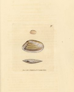 Candystick tellina shell, Tellina similis. Ručně kolorovaná mědirytina od Jamese Sowerbyho z The British Miscellany nebo Barevné figurky nových, vzácných nebo málo známých zvířecích předmětů. od James Sowerby