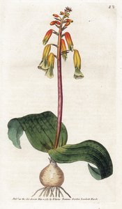 Kapské město kukačka - Litografie od Jamese Sowerbyho (1757-1822), deska z Botanical Magazine od Williama Curtise (1746-1799) od James Sowerby