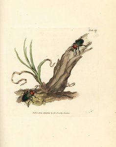 Carabus nitens brouk. Ručně kolorovaná mědirytina od Jamese Sowerbyho z The British Miscellany nebo Barevné figurky nových, vzácných nebo málo známých zvířecích předmětů. od James Sowerby