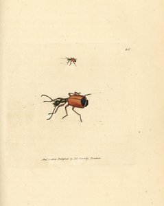 Carabus rotundicollis brouk. Ručně kolorovaná mědirytina od Jamese Sowerbyho z The British Miscellany nebo Barevné figurky nových, vzácných nebo málo známých zvířecích předmětů. od James Sowerby
