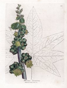 Skočec – Rostlina skočec obecný, Ricinus communis. Ručně kolorovaná mědirytina z botanické ilustrace Jamese Sowerbyho z Williama Woodvilla a Sira Williama Jacksona Hookera "" Medical Botany "," John Bohn, Londýn od James Sowerby
