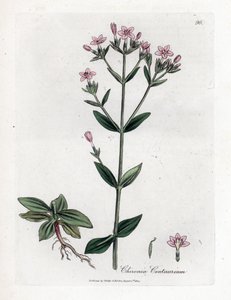 Centauree Chironia - Centaury, Chironia centaurium. Ručně kolorovaná mědirytina z botanické ilustrace Jamese Sowerbyho z Williama Woodvilla a Sira Williama Jacksona Hookera "" Medical Botany "," John Bohn, Londýn od James Sowerby
