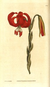 Chalcedonská lilie - chalcedonská lilie, Lilium chalcedonicum. Ručně kolorovaná mědirytina a botanická ilustrace od Jamese Sowerbyho z The Botanical Magazine Williama Curtise, Lambeth Marsh, Londýn od James Sowerby