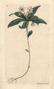 Ptačinec ozimý, Lysimachia europaea (Trientalis europaea) (Trientale d