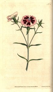Čínský karafiát - čínský růžový nebo indický růžový, Dianthus chinensis. Ručně kolorovaná mědirytina a botanická ilustrace od Jamese Sowerbyho z The Botanical Magazine Williama Curtise, Lambeth Marsh, Londýn od James Sowerby