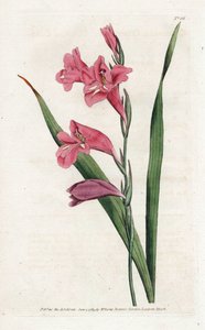 Common Glaieul - Litografie od Jamese Sowerbyho (1757-1822), z Botanical Magazine od Williama Curtise (1746-1799) od James Sowerby