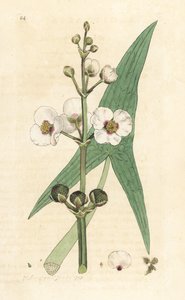 Hrot obyčejného šípu, Sagittaria sagittifolia (sagittarius) Ručně kolorovaná mědirytina podle ilustrace Jamese Sowerbyho z James Smith