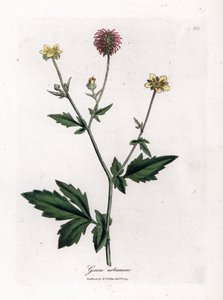 Benoit obecný nebo tráva Saint Benoit - Wood avens, Geum urbanum. Ručně kolorovaná mědirytina z botanické ilustrace Jamese Sowerbyho z Williama Woodvilla a Sira Williama Jacksona Hookera "" Medical Botany "," John Bohn, Londýn od James Sowerby