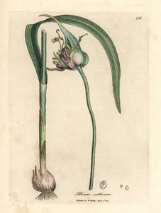 Česnek pěstovaný, Allium sativum od James Sowerby