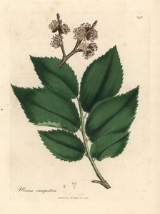 Jilm obecný, Ulmus plainstris od James Sowerby