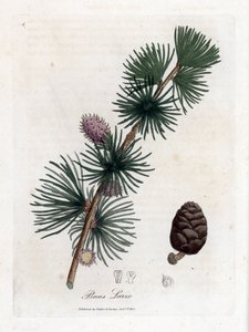Meleze obecná nebo evropská - modřín evropský, Larix decidua. Ručně kolorovaná mědirytina z botanické ilustrace Jamese Sowerbyho z Williama Woodvilla a Sira Williama Jacksona Hookera "" Medical Botany "," John Bohn, Londýn od James Sowerby