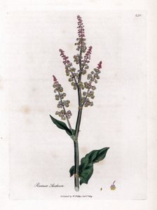Šťovík obecný nebo šťovík velký - Šťovík zahradní, Rumex acetosa. Ručně kolorovaná mědirytina z botanické ilustrace Jamese Sowerbyho z Williama Woodvilla a Sira Williama Jacksona Hookera "" Medical Botany "," John Bohn, Londýn od James Sowerby