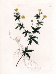 Tormentil obecný, Potentilla erecta. Ručně kolorovaná mědirytina z botanické ilustrace Jamese Sowerbyho z Williama Woodvilla a Sira Williama Jacksona Hookera "" Medical Botany "," John Bohn, Londýn od James Sowerby