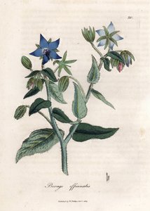 Kompendiální brutnák. Ručně kolorovaná mědirytina z kresby Jamese Sowerbyho (1757-1822), v Botanique Medicinale od James Sowerby