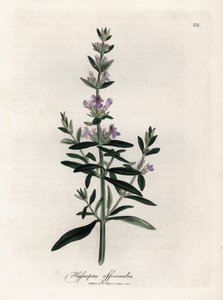 Kompendiální yzop. Ručně kolorovaná mědirytina z kresby Jamese Sowerbyho (1757-1822), v Botanique Medicinale od James Sowerby