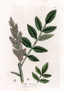 Corroyere neboli škumpa corroyeurů nebo cestovatelů - škumpa jilmlistá, Rhus coriaria. Ručně kolorovaná mědirytina z botanické ilustrace od Jamese Sowerbyho z Williama Woodvilla a Sira Williama Jacksona Hookera "" Medical Botany "," John Bohn, Londo od James Sowerby
