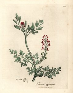 Dýmařina karmínově květovaná, Fumaria officinalis od James Sowerby