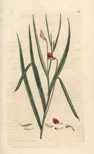Trávník karmínový, Lathyrus nissolia. Ručně kolorovaná mědirytina podle ilustrace Jamese Sowerbyho z James Smith