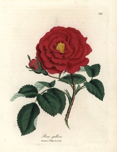Karmínová úřední růže, Rosa gallica od James Sowerby