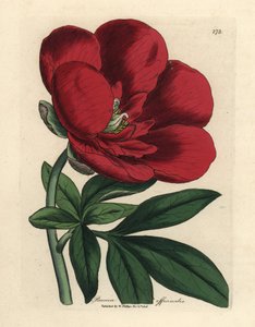 Pivoňka karmínová, Paeonia officinalis od James Sowerby