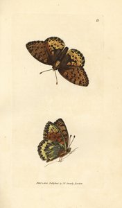 Tmavě zelená fritillary, Argynnis aglaia (motýlek Charlotte, Papilio charlotta). Ručně kolorovaná mědirytina od Jamese Sowerbyho z The British Miscellany nebo Barevné figurky nových, vzácných nebo málo známých zvířecích předmětů. od James Sowerby