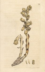 Dutchova dýmka, Monotropa hypopitys (Hnízdo žlutého, Monotropa hypopithys) (Aristoloche) Ručně kolorovaná mědirytina podle ilustrace Jamese Sowerbyho z James Smith