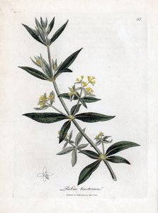 Dyerův šílenec, Rubia tinctorum. Ručně kolorovaná mědirytina z botanické ilustrace Jamese Sowerbyho z Williama Woodvilla a Sira Williama Jacksona Hookera "" Medical Botany "," John Bohn, Londýn od James Sowerby