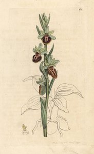 Raná pavoučí orchidej, Ophrys sphegodes (Spider orchis, Ophrys aranifera). Ručně kolorovaná mědirytina podle ilustrace Jamese Sowerbyho z James Smith
