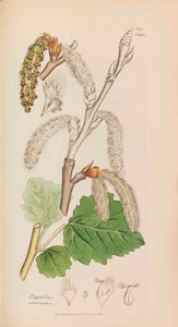 Anglická botanika, 1790-1800. od James Sowerby