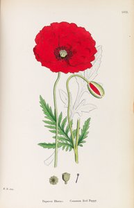 Anglická botanika, 1790-1800. od James Sowerby