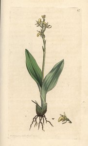 Vstavač slaměný, Liparis loeselii (Dwarf ophrys, Ophrys loeselii). Ručně kolorovaná mědirytina podle ilustrace Jamese Sowerbyho z James Smith