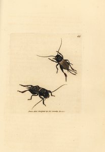 Cvrček polní, Gryllus campestris (Accheta campestris). Ručně kolorovaná mědirytina od Jamese Sowerbyho z The British Miscellany nebo Barevné figurky nových, vzácných nebo málo známých zvířecích předmětů. od James Sowerby