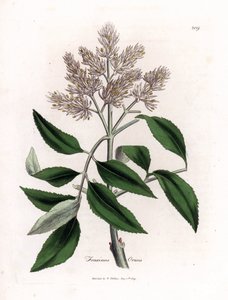 Kvetoucí jasan, Fraxinus ornus. Ručně kolorovaná mědirytina z botanické ilustrace Jamese Sowerbyho z Williama Woodvilla a Sira Williama Jacksona Hookera "" Medical Botany "," John Bohn, Londýn od James Sowerby