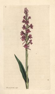Orchidej vonná, Gymnadenia conopsea (Aromatic orchis, Orchis conopsea). Ručně kolorovaná mědirytina podle ilustrace Jamese Sowerbyho z James Smith