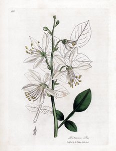 Fraxinelle - Bílá fraxinella nebo basard dittany, Dictamnus albus. Ručně kolorovaná mědirytina z botanické ilustrace Jamese Sowerbyho z Williama Woodvilla a Sira Williama Jacksona Hookera "" Medical Botany "," John Bohn, Londýn od James Sowerby