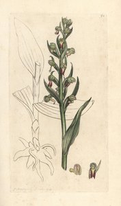 Žabí orchidej, Dactylorhiza viridis (Frog satyrion nebo Orchis, Satyrium viride). Ručně kolorovaná mědirytina podle ilustrace Jamese Sowerbyho z James Smith