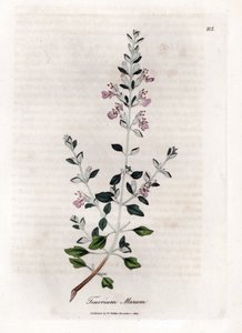 Germandree marum neboli germandree koček - Kočičí tymián, Teucrium marum. Ručně kolorovaná mědirytina z botanické ilustrace Jamese Sowerbyho z Williama Woodvilla a Sira Williama Jacksona Hookera "" Medical Botany "," John Bohn, Londýn od James Sowerby