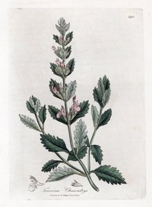 Germandree Petit Oak - obyčejný záře, Teucrium Chamaedrys. Ruční gravírování měděné desky z botanické ilustrace Jamese Sowerbyho z Williama Woodville a „lékařské botaniky sira Williama Jacksona Hookera“, „John Bohn, Londýn od James Sowerby