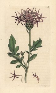 Chňapka větší, Centaurea scabiosa (Centauree scabieuse) Ručně kolorovaná mědirytina podle ilustrace Jamese Sowerbyho z James Smith