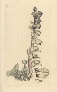 Zubatka větší, Lathraea squamaria (Grande cardamine) Ručně kolorovaná mědirytina podle ilustrace Jamese Sowerbyho z James Smith