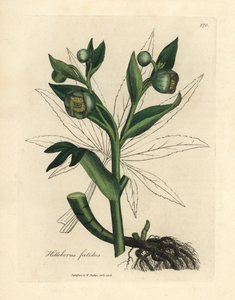 Zeleně květovaný páchnoucí čemeřice nebo medvědí noha, Helleborus foetidus od James Sowerby