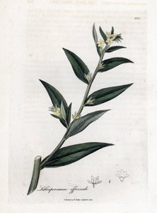 Gremil officinal neboli perlorodka - Gromwell, Lithospermum officinale. Ručně kolorovaná mědirytina z botanické ilustrace Jamese Sowerbyho z Williama Woodvilla a Sira Williama Jacksona Hookera "" Medical Botany "," John Bohn, Londýn od James Sowerby